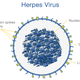 Illustration for article titled Obat penyakit herpes untuk kelamin priaem/em